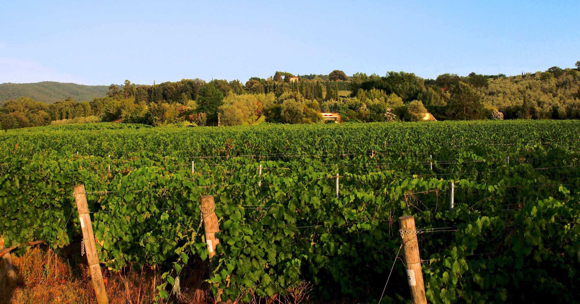 Guado al Melo – Azienda Agricola in Bolgheri | Toscana